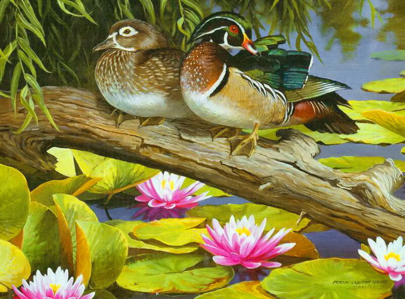 Wood Duck Pair on Branch
