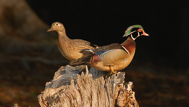 Wood Duck Pair on Log