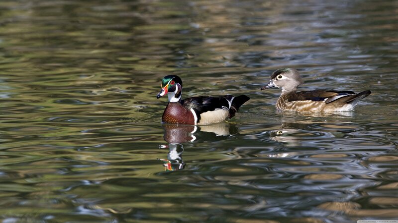 Wood Duck Pair Swimming