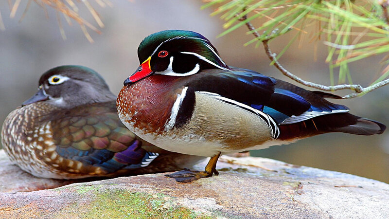 Wood Duck Pair