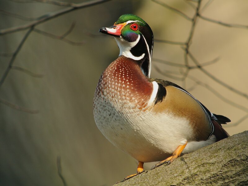 Wood Duck Perched — Green