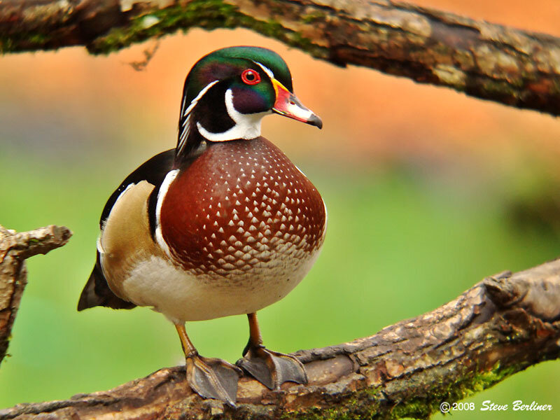 Wood duck perched on a branch