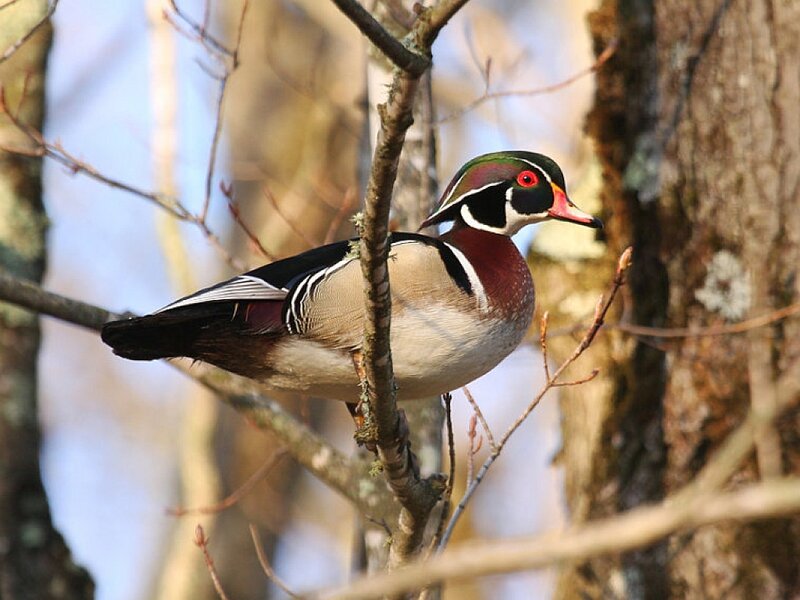 Wood Duck Perched on Branch — Brown