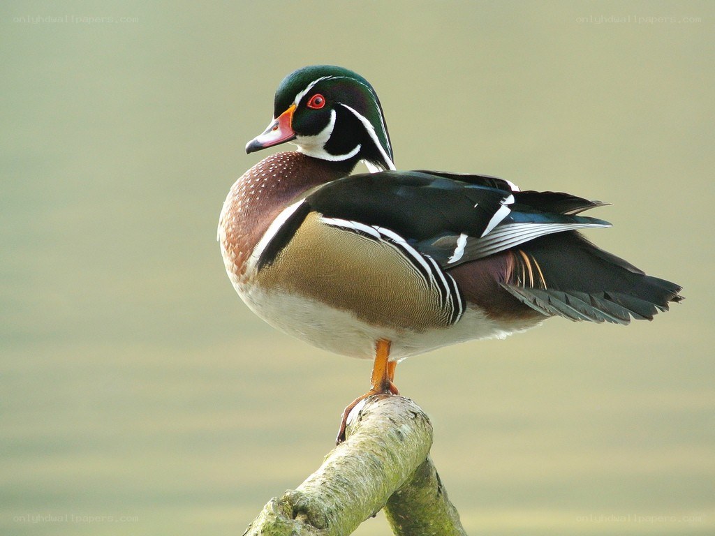 wood duck perched on branch