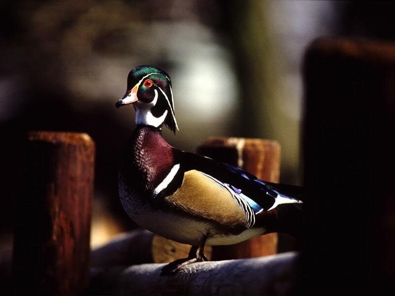 Wood Duck Perched