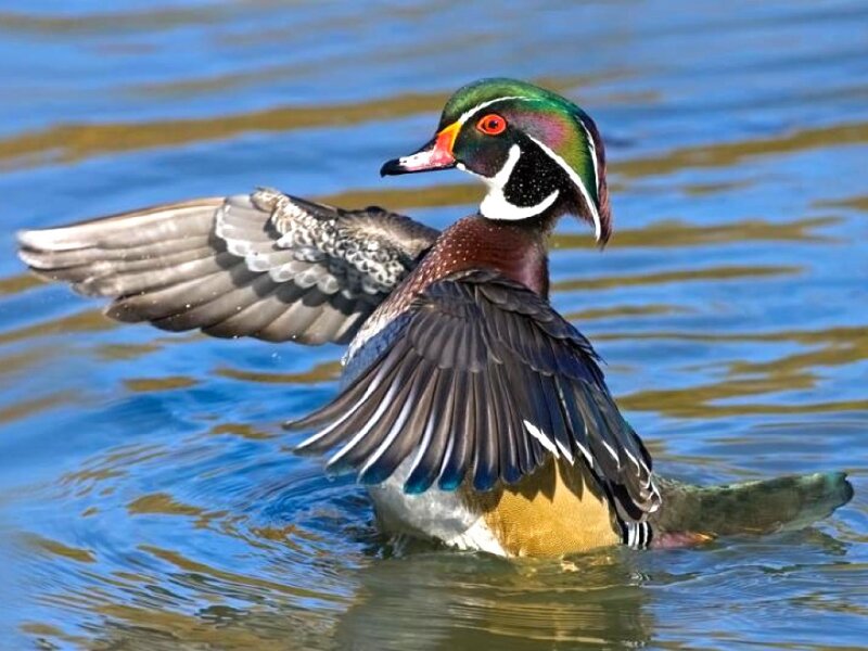 Wood Duck Spreading Wings — Blue