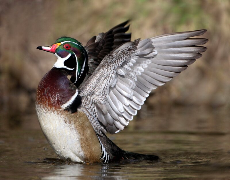 Wood duck spreading wings
