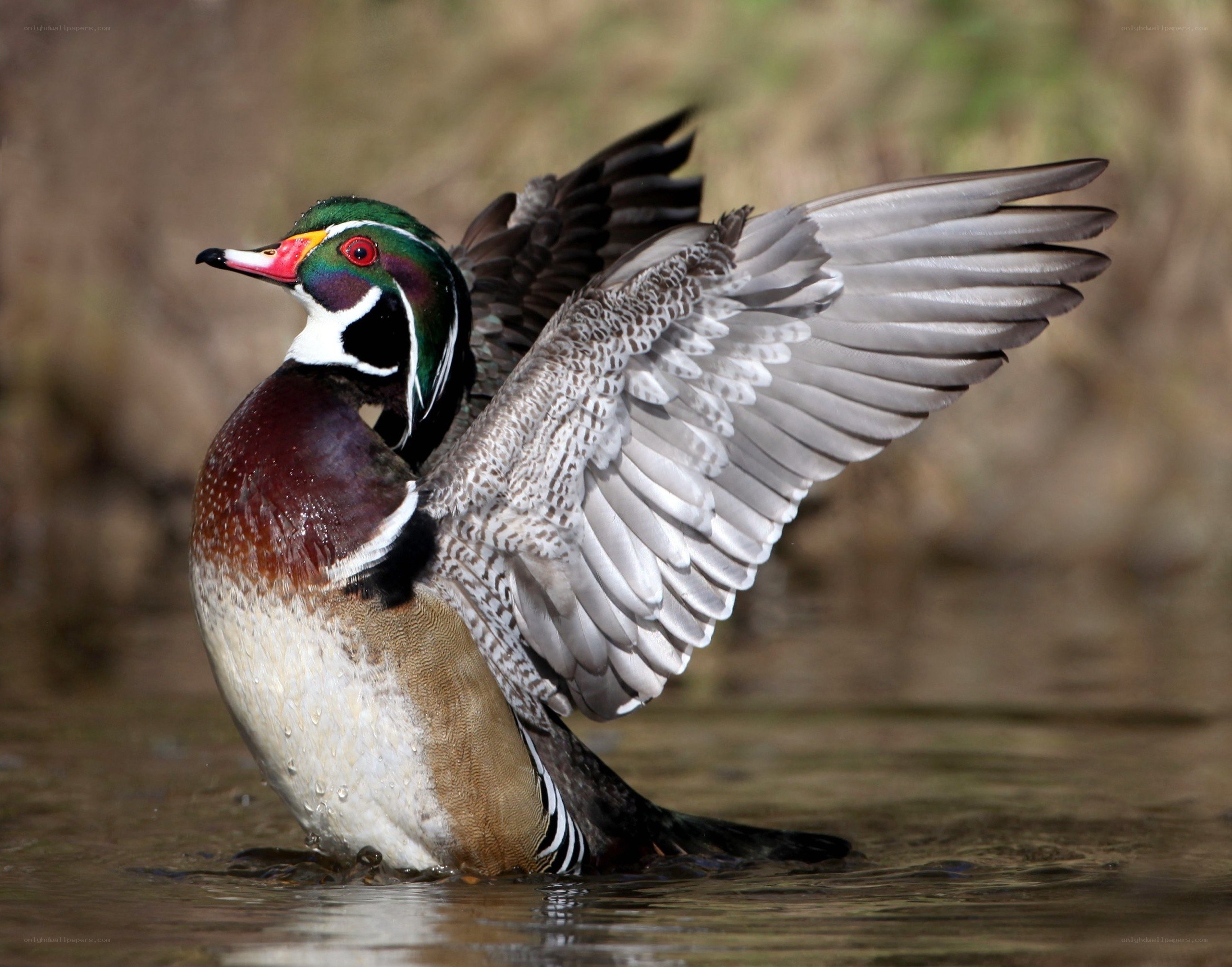 Wood duck spreading wings