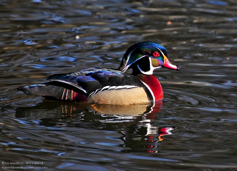 Wood Duck Swimming — Blue