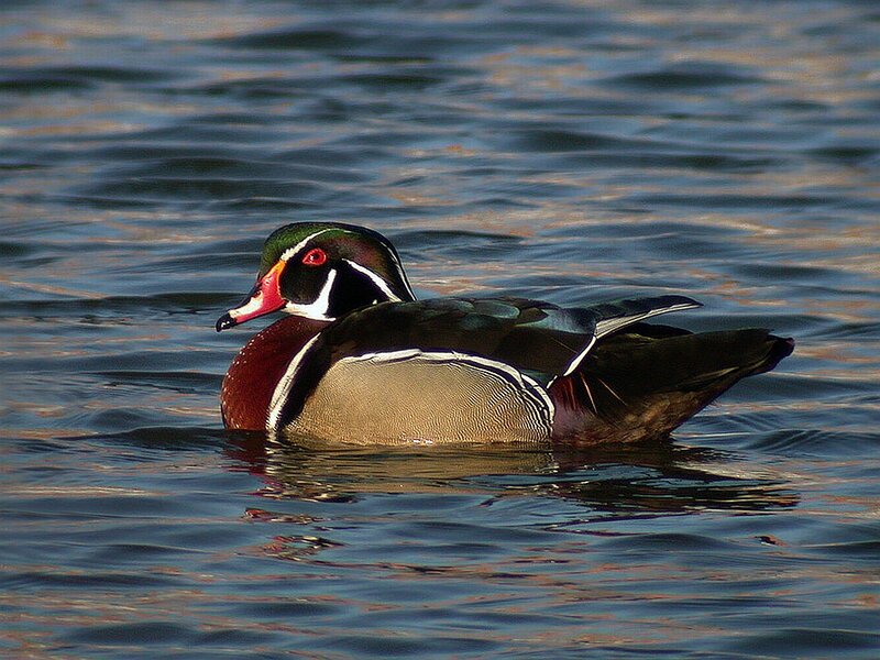 Wood Duck Swimming — Brown