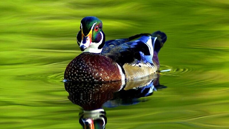 Wood Duck Swimming — Green, Serene