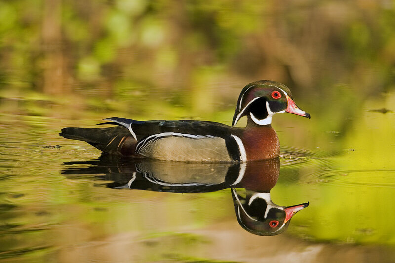 Wood duck swimming in pond