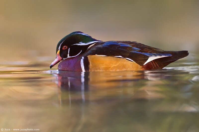 Wood duck swimming in water