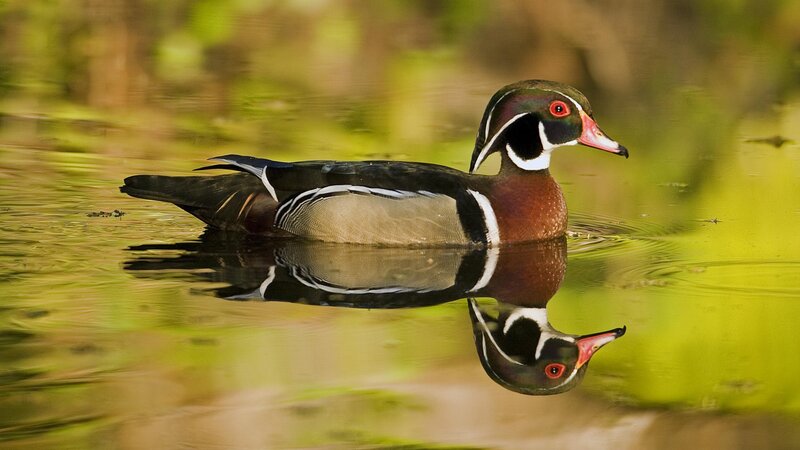 Wood duck swimming in water