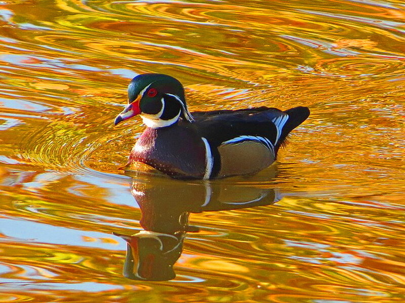 Wood Duck Swimming