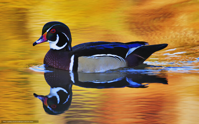 Wood Duck Swimming — Yellow, Serene, Sunset