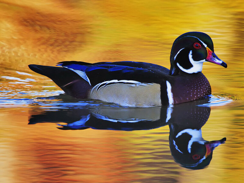 Wood Duck Swimming — Yellow