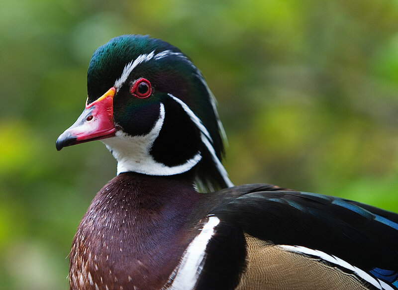 Wood Duck