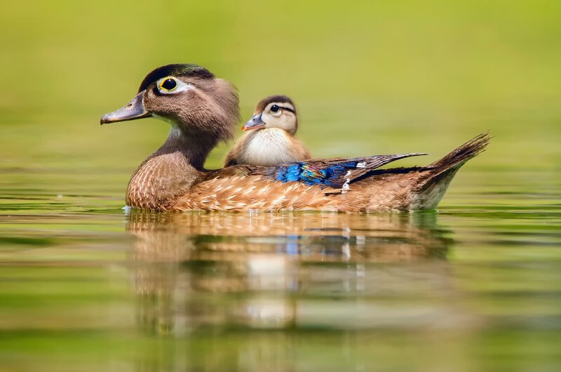 Wood Duck with Duckling