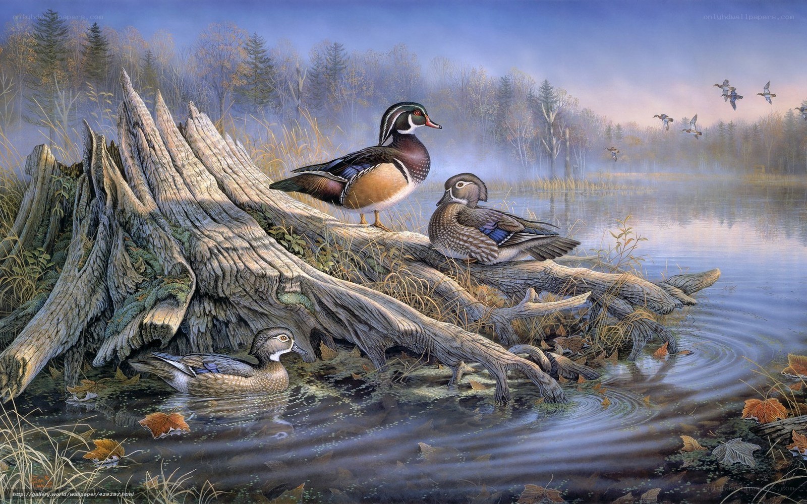 Wood Ducks by a Misty Pond