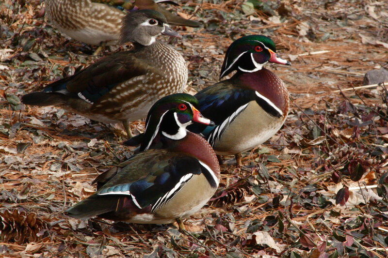 Wood ducks in autumn leaves