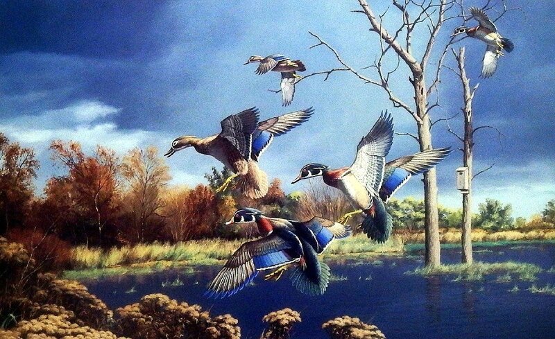 Wood Ducks in Flight — Blue