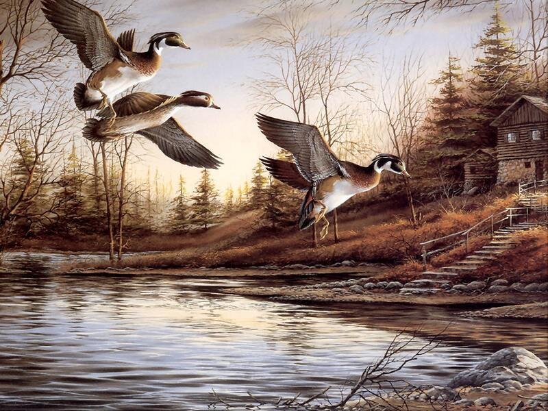 Wood Ducks in Flight