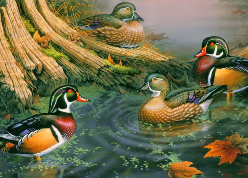 Wood Ducks in Pond