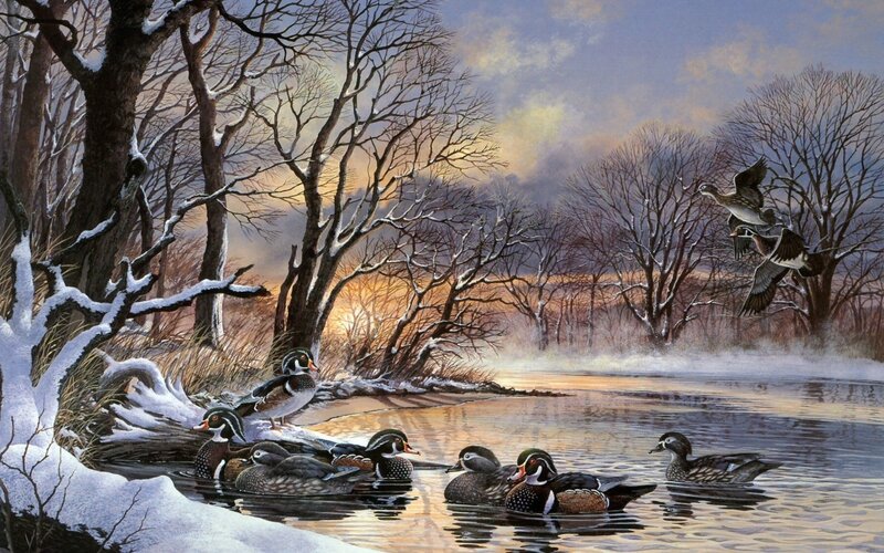 Wood Ducks in Winter