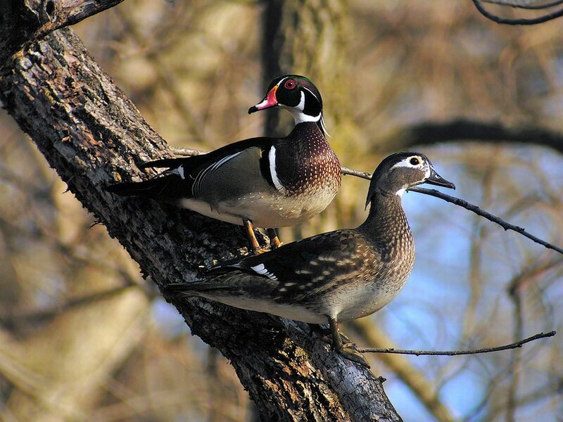 Wood Ducks on Branch