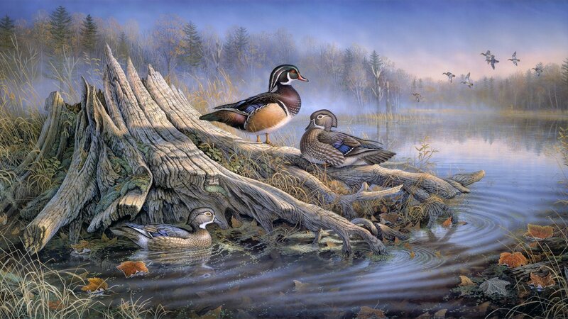 Wood Ducks on Log