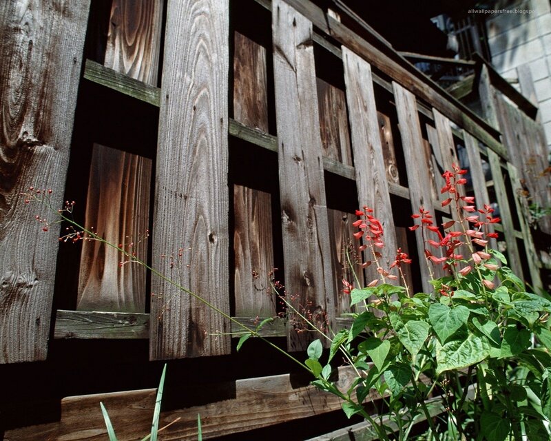 Wood fence with red flowers