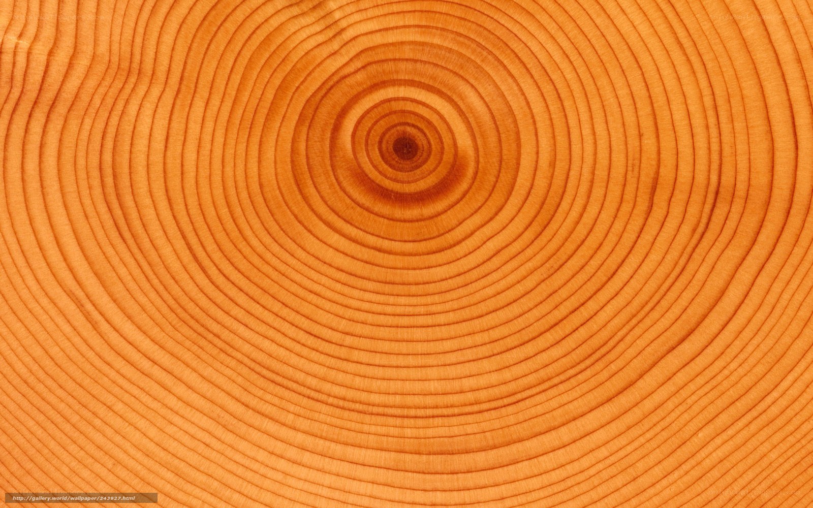 wood grain cross-section