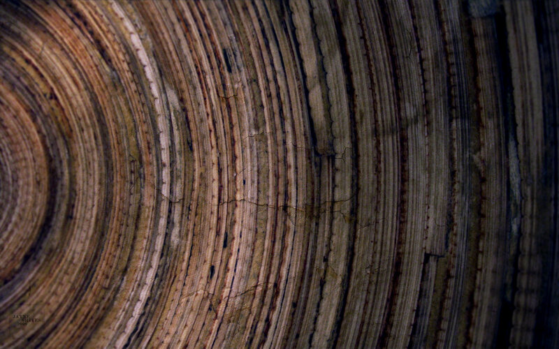 wood grain texture close-up
