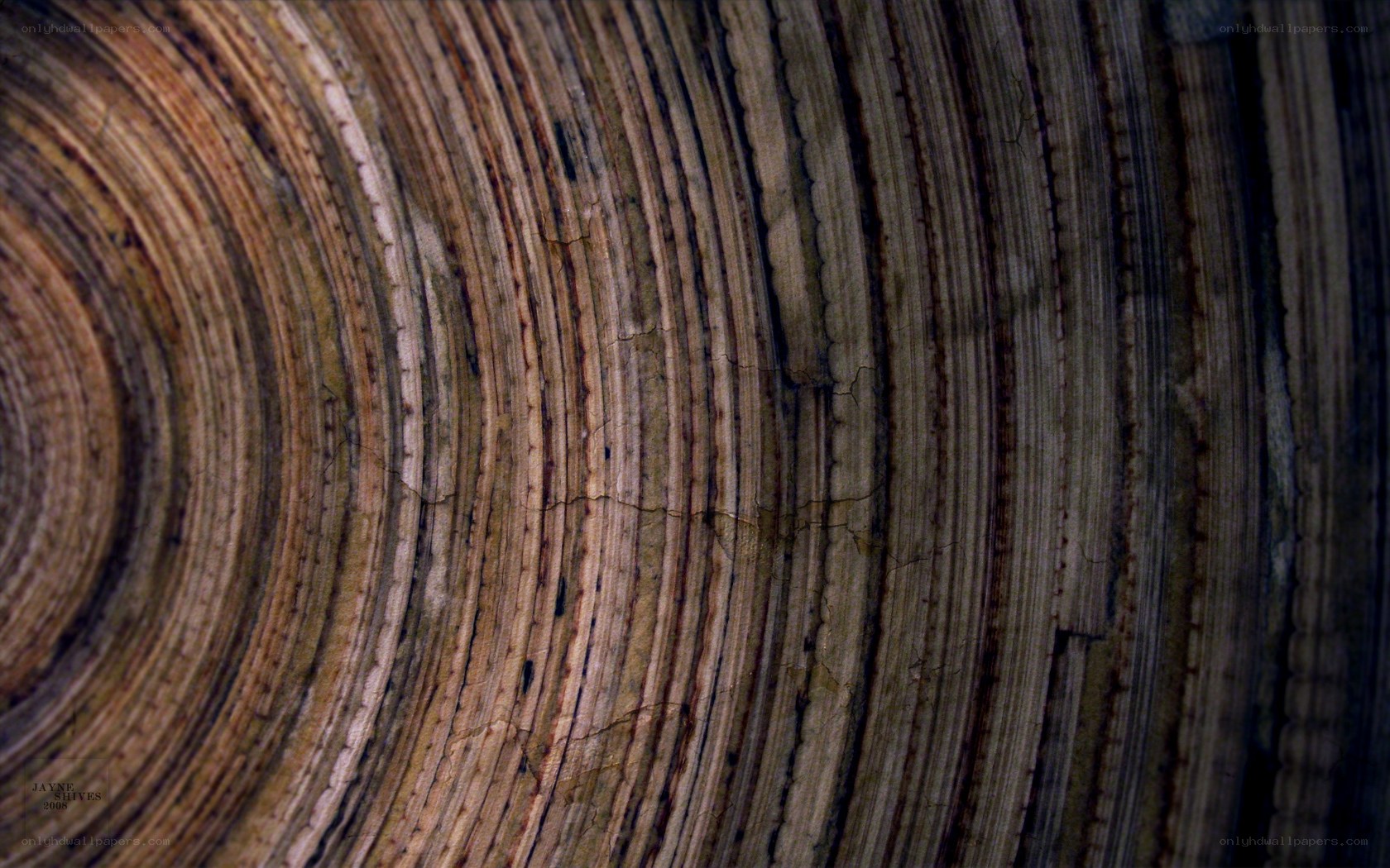 wood grain texture close-up