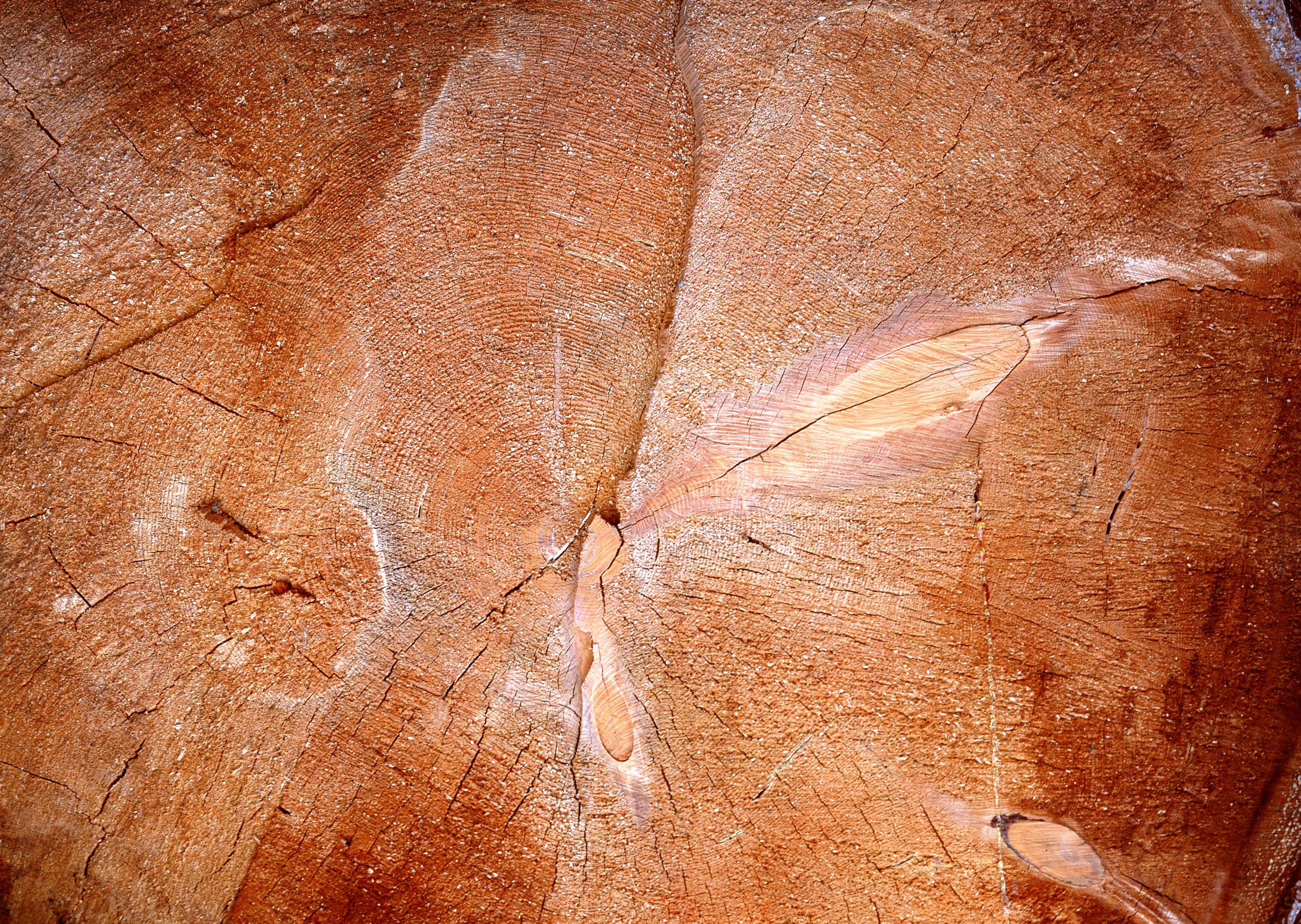 wood grain texture close-up