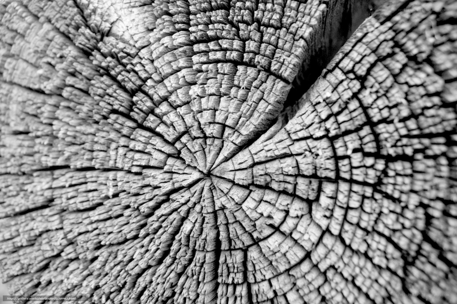 wood grain texture close-up