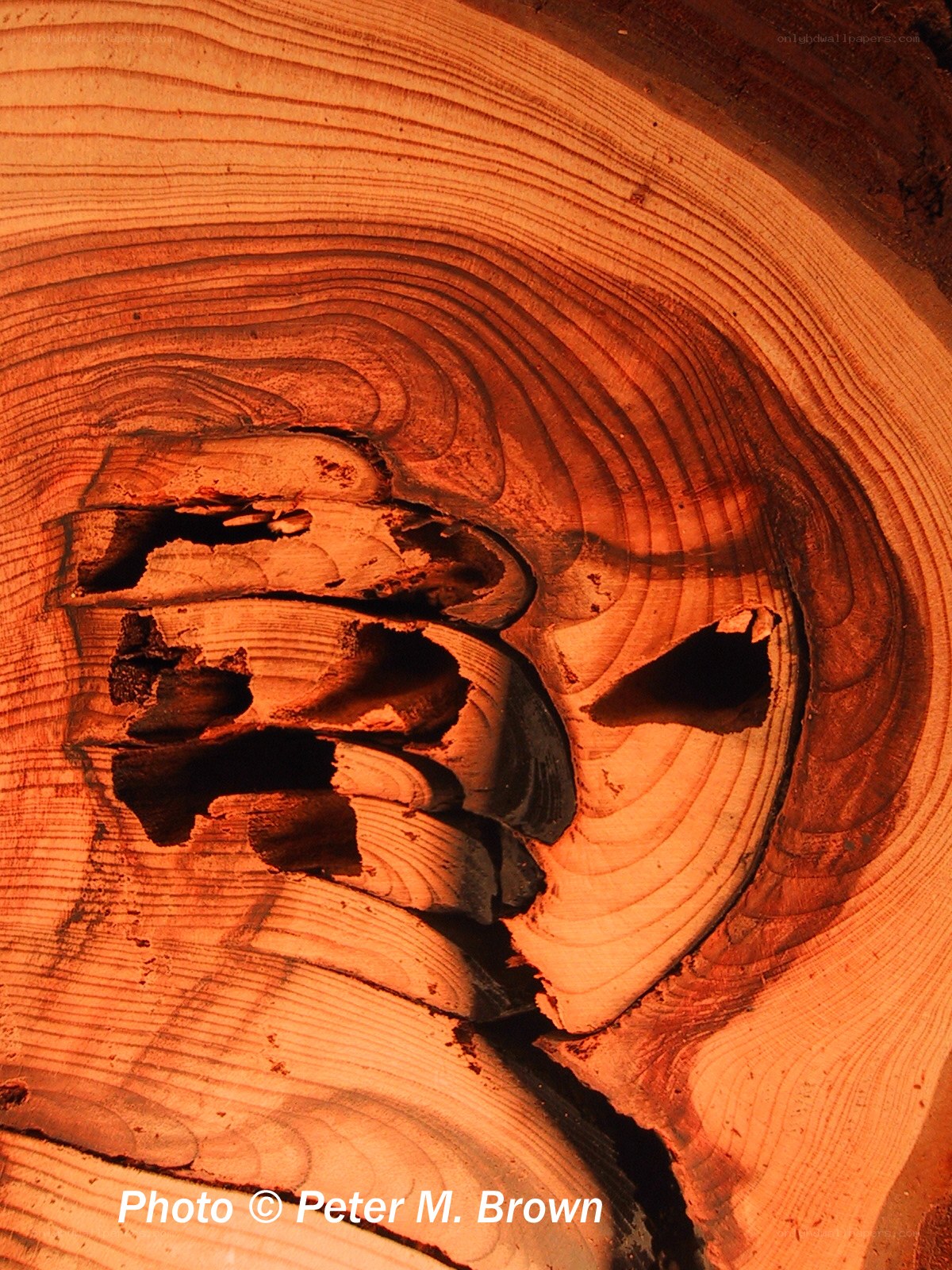 wood grain with knot