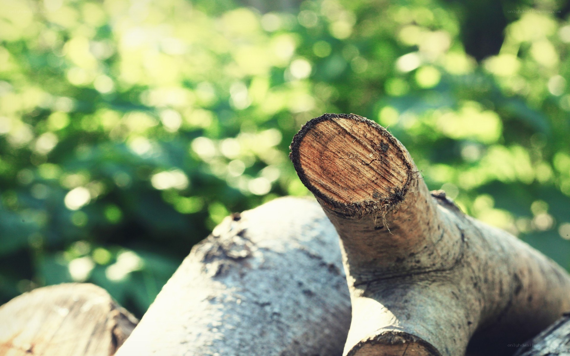 wood log in sunlight