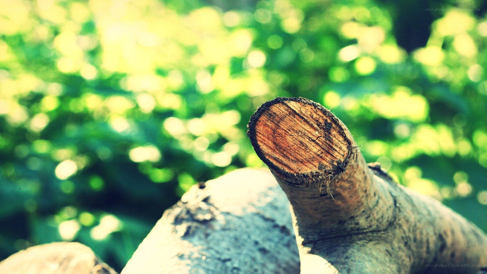 wood log in sunlight
