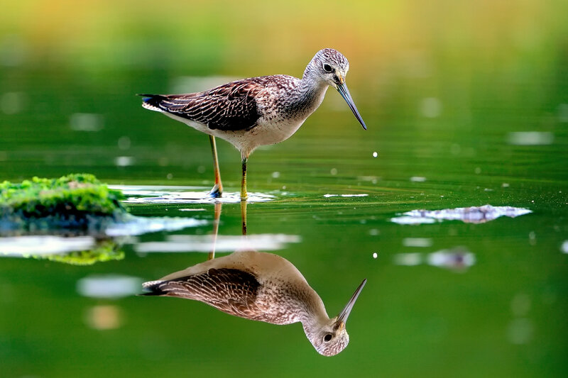 Wood Sandpiper in Water