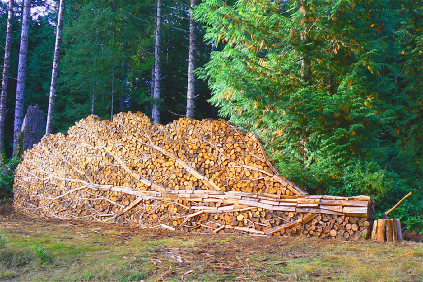 wood sculpture in forest