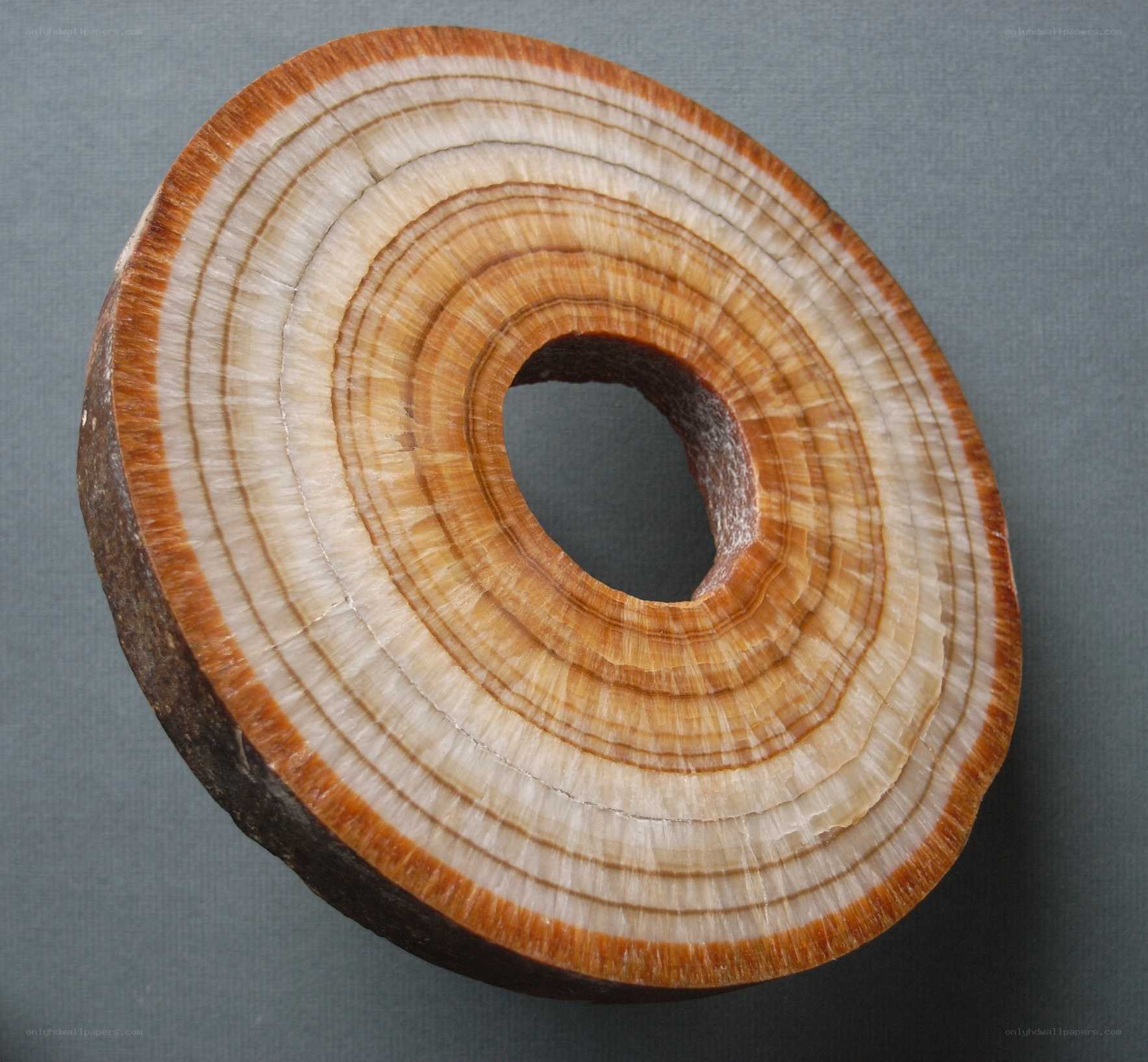 wood slice with growth rings