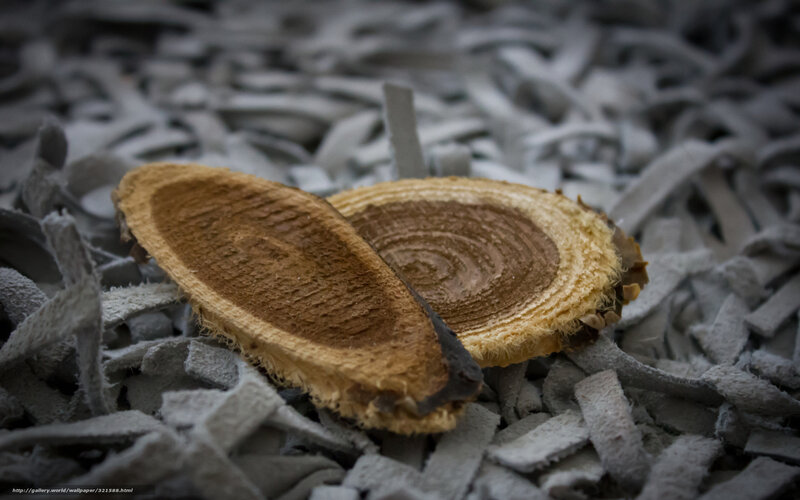 wood slices on shredded paper