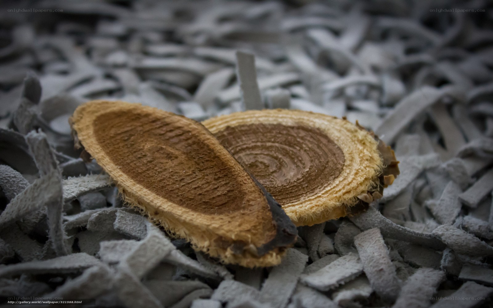 wood slices on shredded paper
