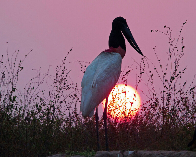 Wood Stork at Sunset