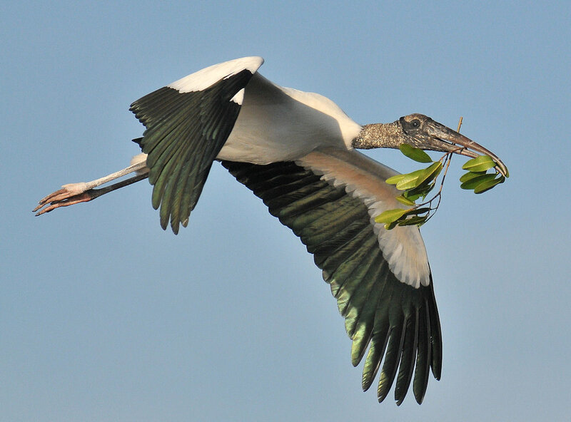 Wood stork carrying nesting material