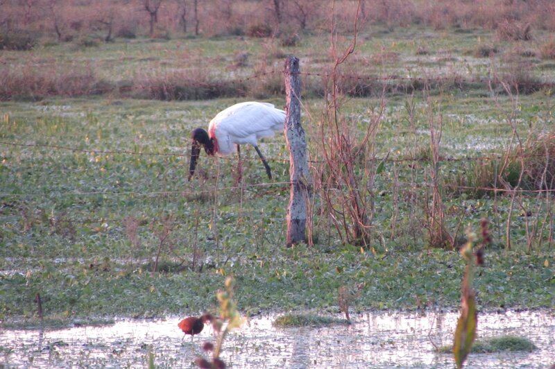 Wood Stork in Marsh