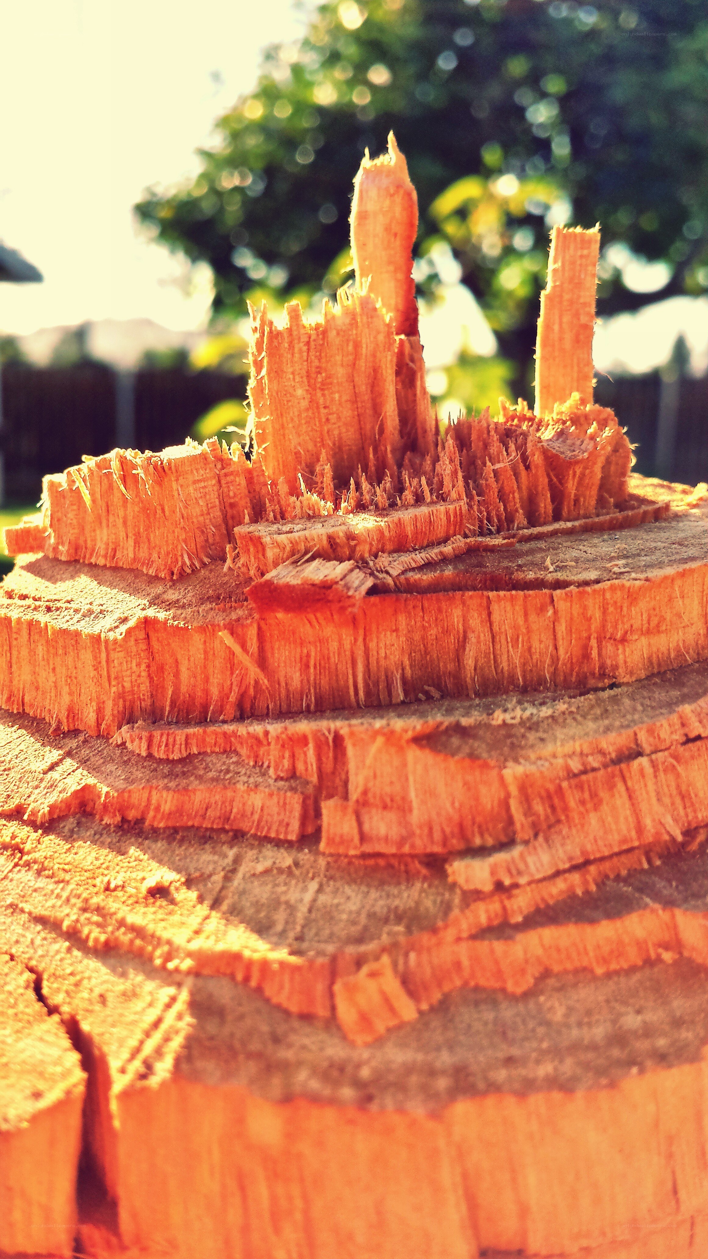 wood stump with splintered top