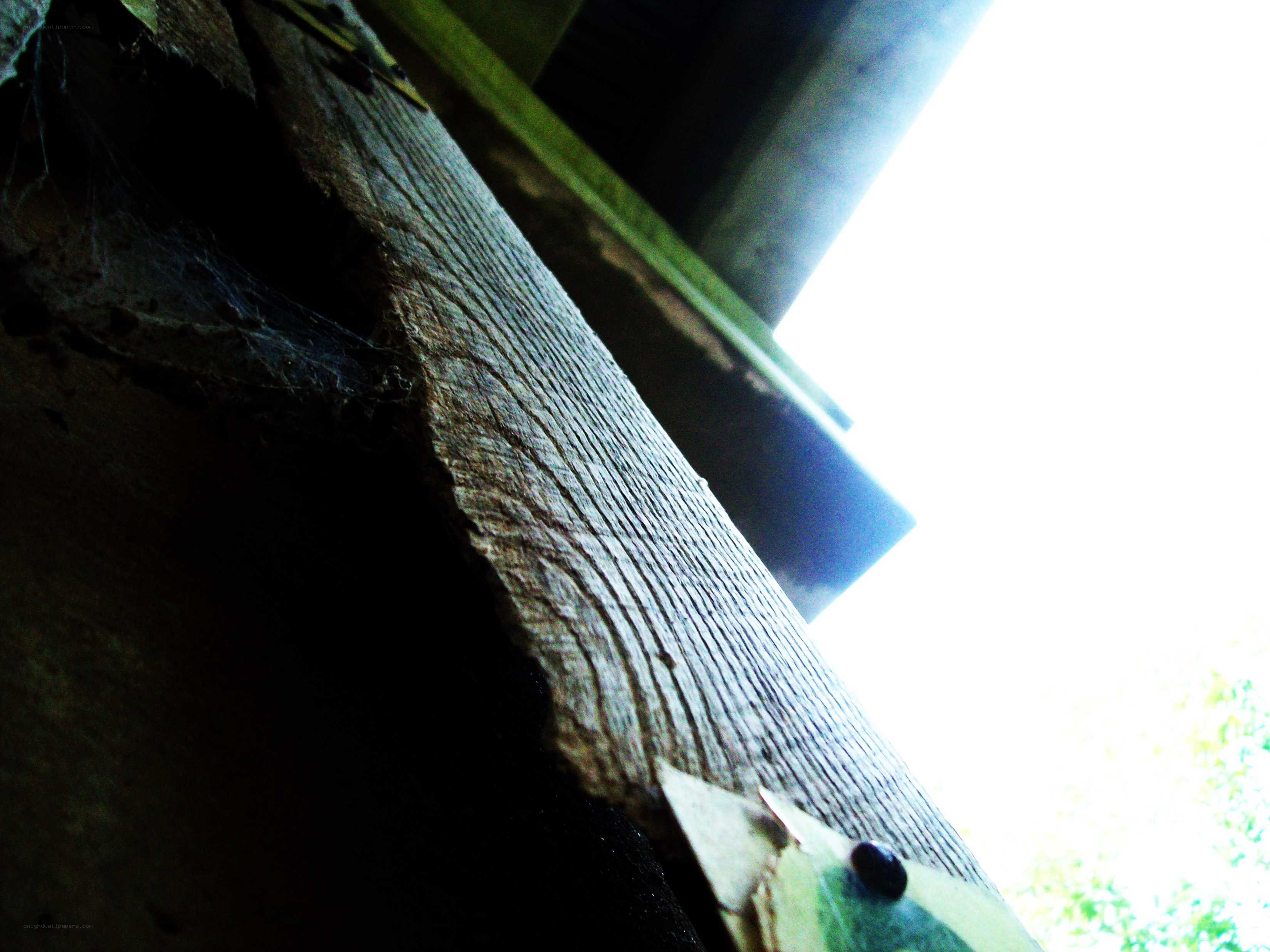 wood texture under bright light